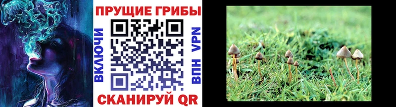 Галлюциногенные грибы MAGIC MUSHROOMS  Купить где  Лагань 